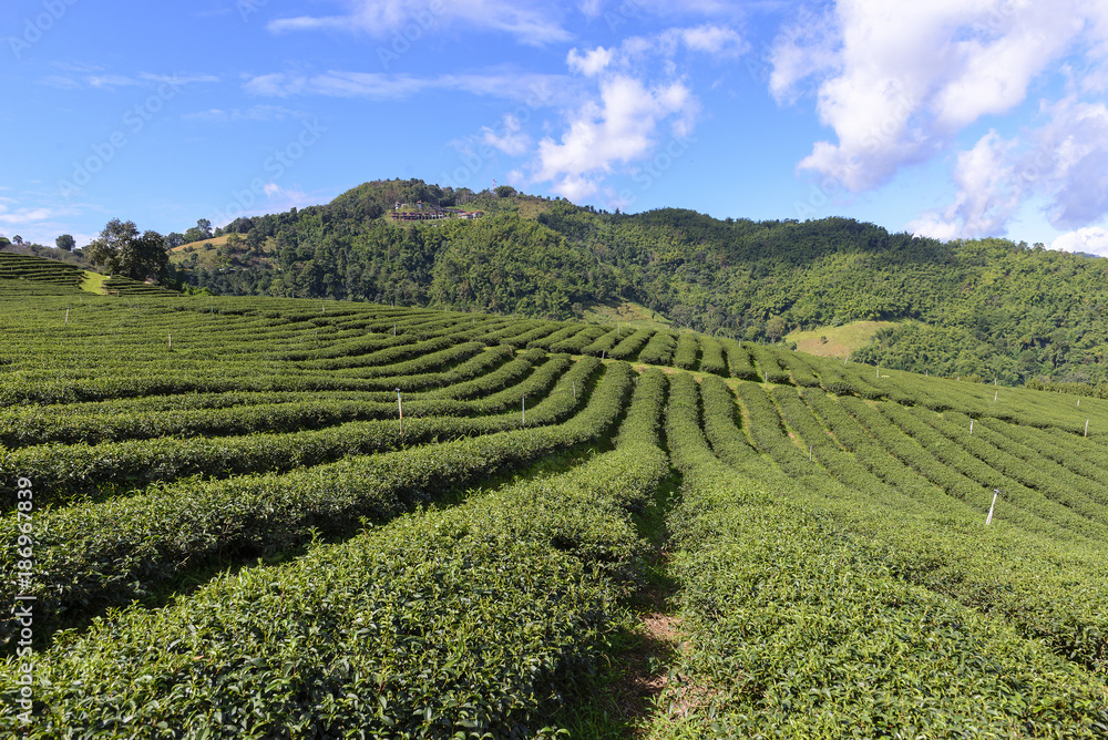 The row of the tea farm with the blue sky.
