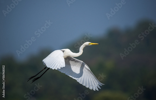 White Egret Flying