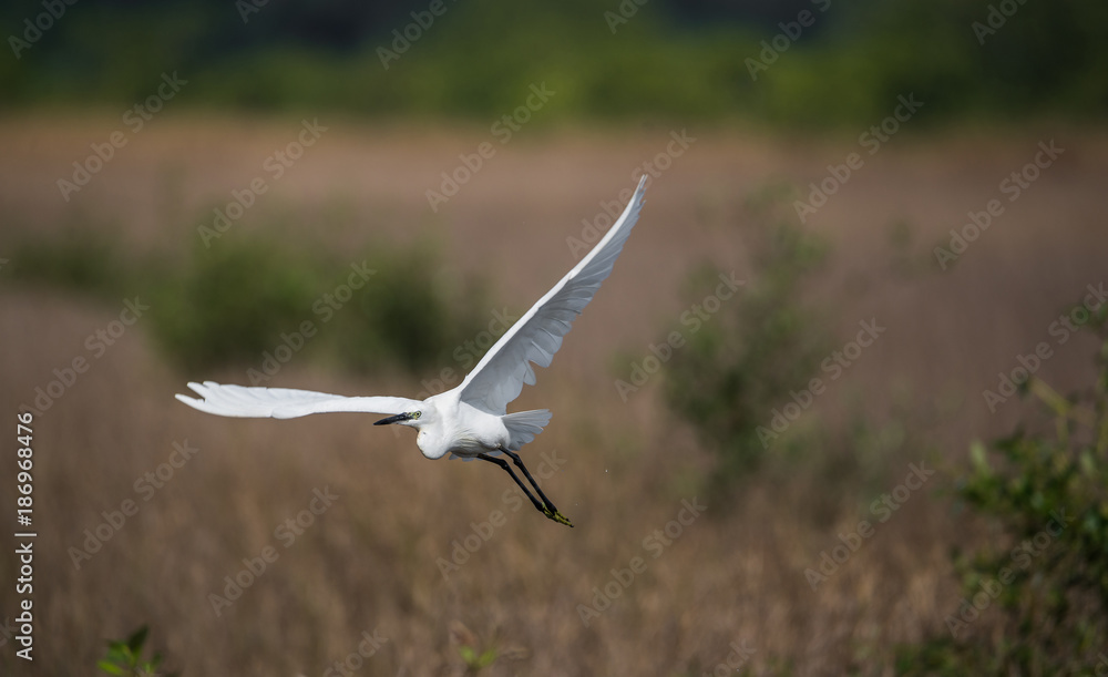 White heron in flight