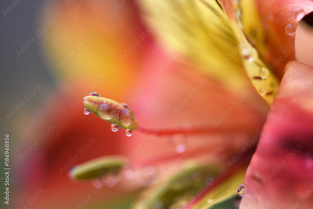 macro flower photography image of alstroemeria lily pollen with raindrops in yellow red and orange colors and copy space 