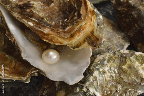 Perl in Austern