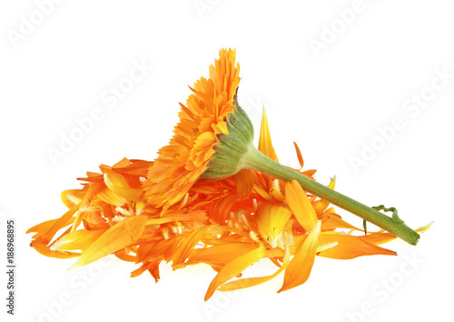 Flower and petals of calendula isolated on a white background