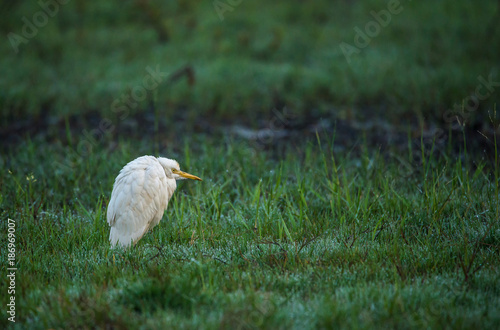 Intermediate Egret in paddy field photo