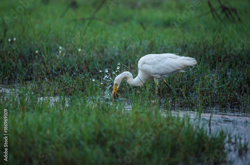 White Egret catching Fiish photo