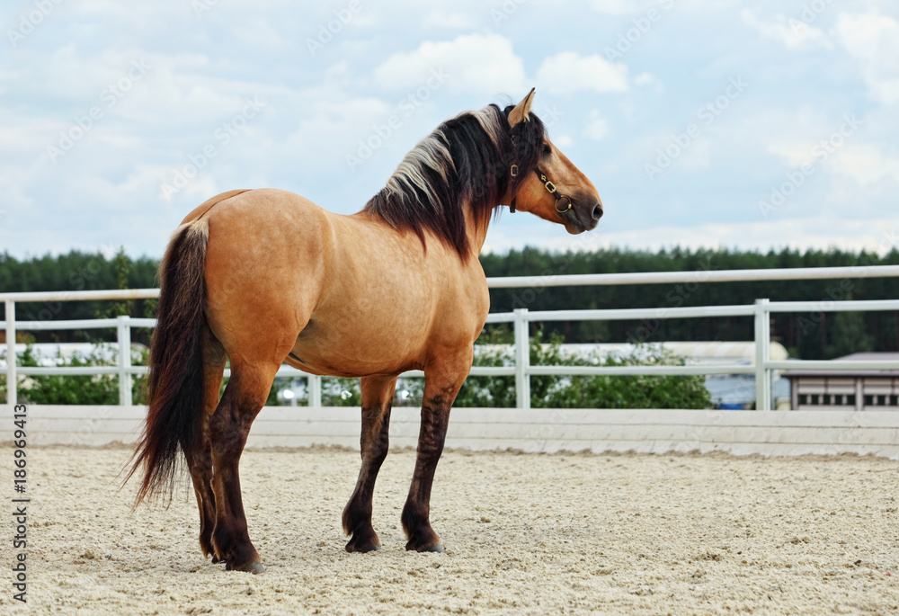 Paso Fino horse in stud farm