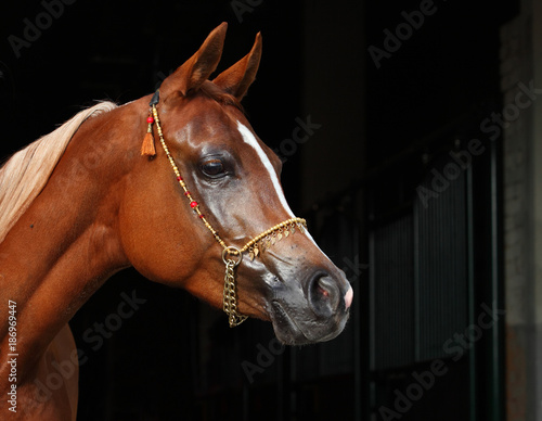 Purebred Arabian Horse, portrait of a bay mare with jewelry bridle in dark background © horsemen