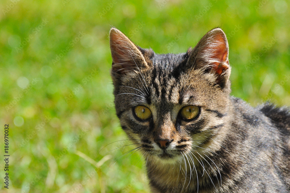 Portrait of beautiful grey cat in the grass Portrait of beautiful grey cat in the grass