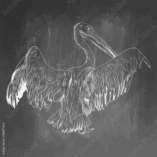 Pelican icon. Hand drawn vector illustration isolated on chalkboard background. White realistic sketch on blackboard and chalkboard imitation
