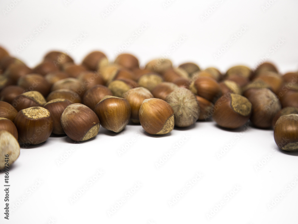 A lot of brown, dried hazel nuts on white background with shallow depth of field A lot of brown, dried hazel nuts on white background with shallow depth of field