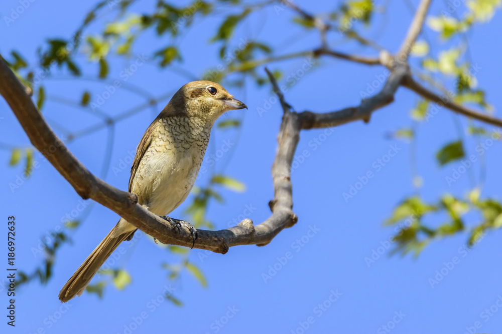 The brown shrike perched on tree branch , Thailand The brown shrike perched on tree branch , Thailand