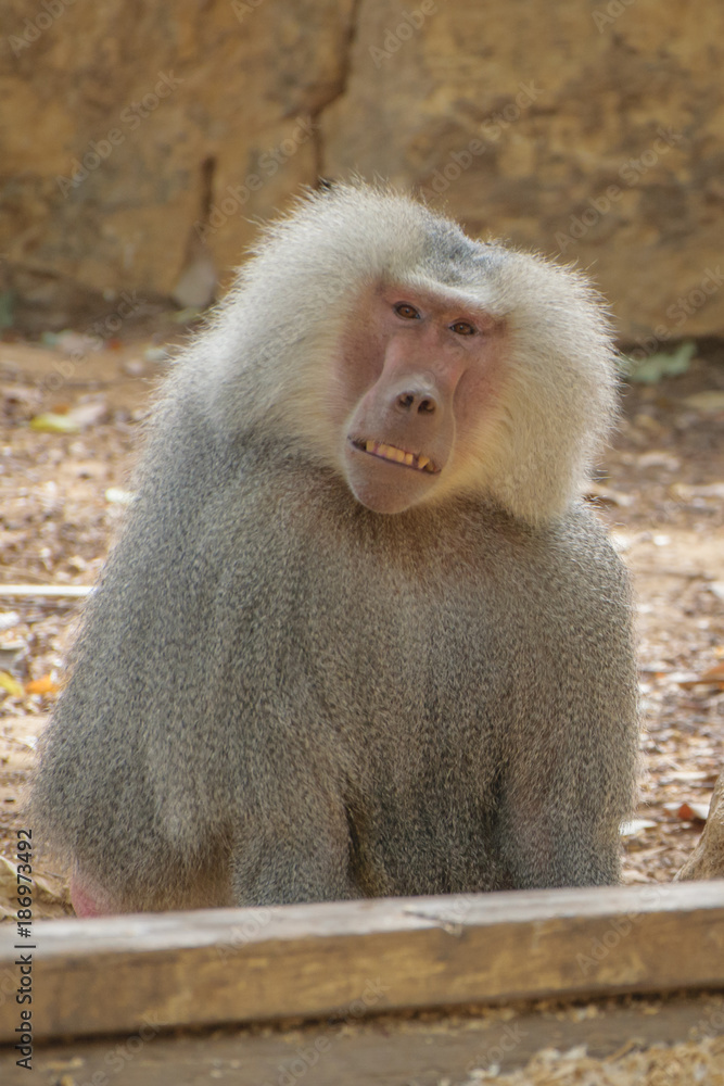 Fototapeta premium Smiling baboon