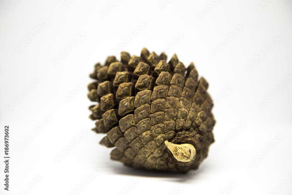 A beautiful closeup of a pine cone on white background. Winter theme. A beautiful closeup of a pine cone on white background. Winter theme.