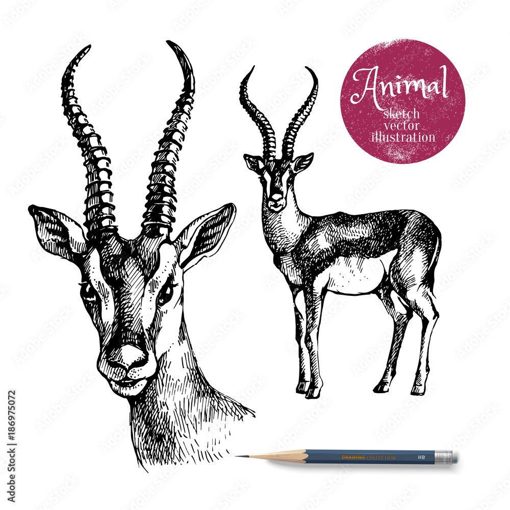 Hand drawn antelope animal vector illustration. Sketch isolated on white background with pencil and label banner - obrazy, fototapety, plakaty 
