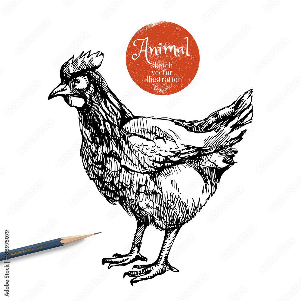 PENCIL DRAWING OF HEN — Steemit