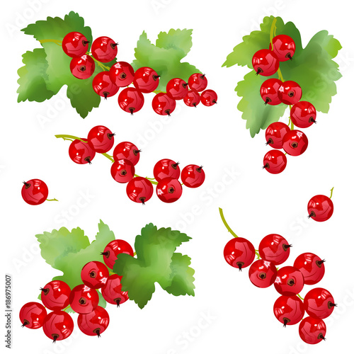 Photo Red currant berries
