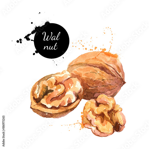 Hand drawn watercolor painting of walnut isolated on white background. Vector llustration of nut for your design