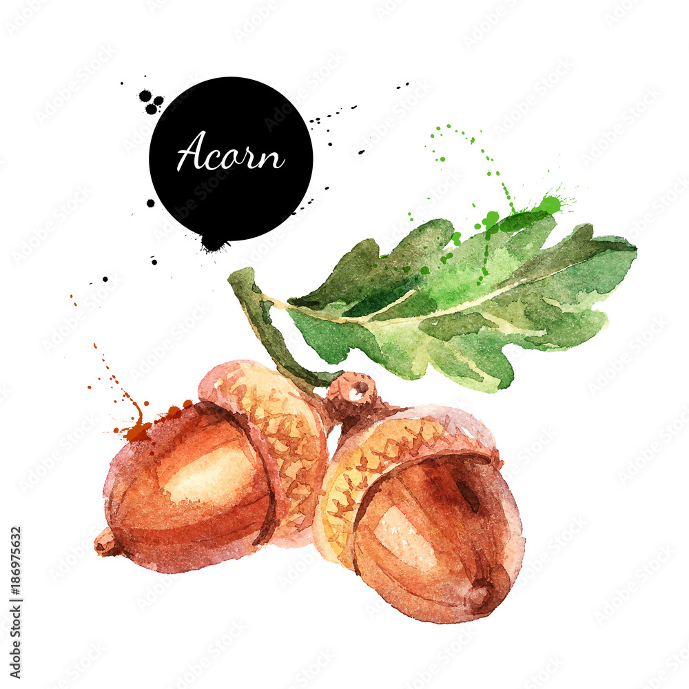 Hand drawn watercolor painting of acorn isolated on white background.  Vector llustration of nut for your design Stock-Vektorgrafik | Adobe Stock