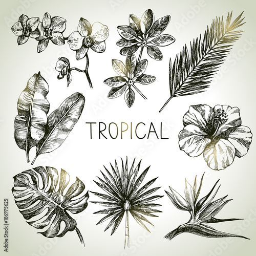 Hand drawn sketch tropical plants set. Vector illustrations