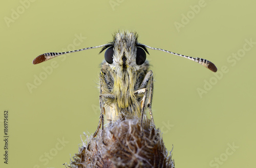 Portrait of grizzled skipper photo