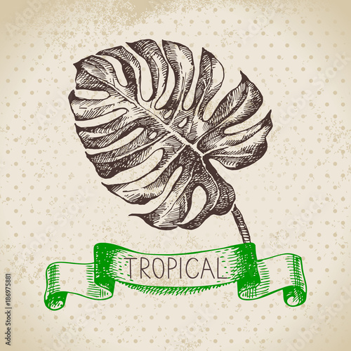 Hand drawn sketch tropical plants vintage background. Vector illustration