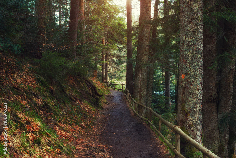 Fototapeta premium Pathway in forest