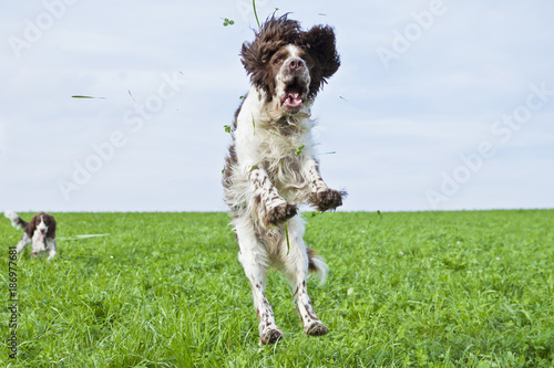 English Springer Spaniel jumping in the air on a meadow