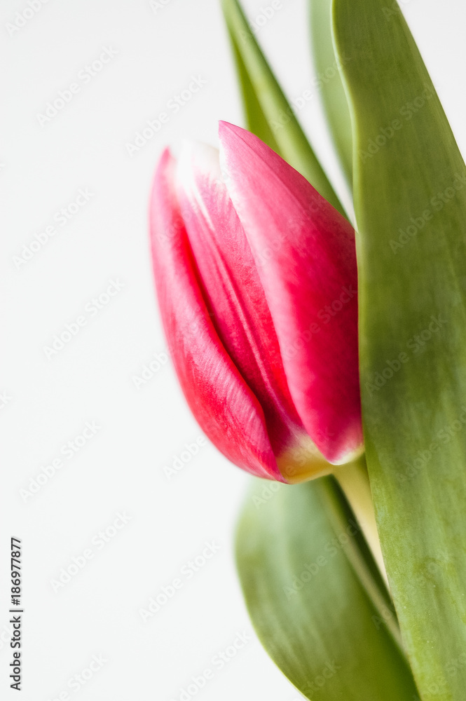 Close up macro shot with selective focus of freshly cut red and pink tulip blossom with green stem and leaves isolated on white background Close up macro shot with selective focus of freshly cut red and pink tulip blossom with green stem and leaves isolated on white background