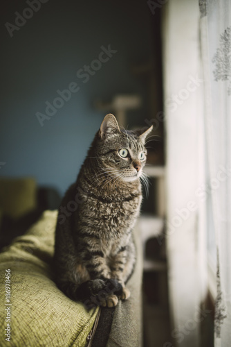 Wallpaper Mural Portrait of tabby cat sitting on backrest of the couch looking through window Torontodigital.ca