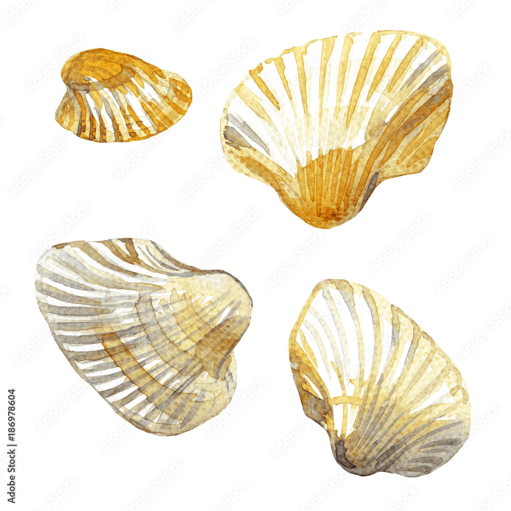 Shell painted watercolor. Shell painted watercolor.