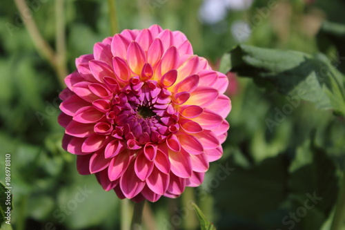 pink dahlia flower pink suffusion