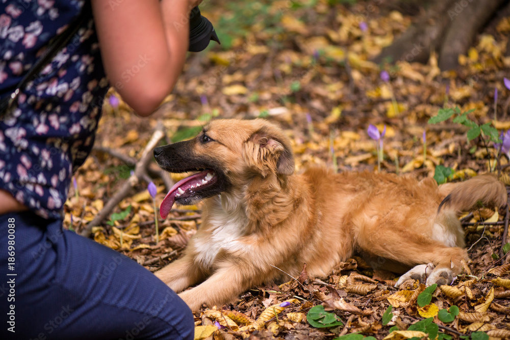 Fototapeta premium Happy dog laying on ground in forest and photographed by its owner during autumn. Colorful flowers and fallen leaves all around. 