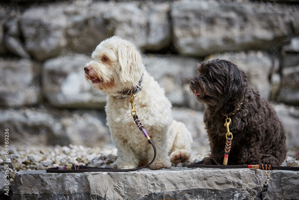 Two havanese dogs sitting waiting obedient with leashes in front of stones