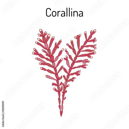  orallina officinalis, seaweed, medicinal plant.