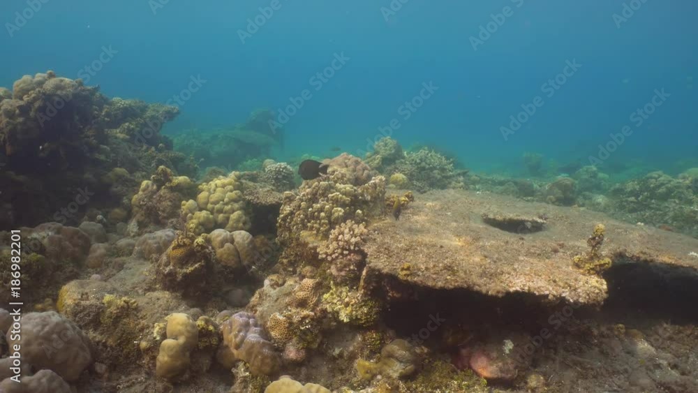 Fish and coral reef. Dive, underwater world, corals and tropical fish. Bali,Indonesia. Diving and snorkeling in the tropical sea. Travel concept. 4K video. Fish and coral reef. Dive, underwater world, corals and tropical fish. Bali,Indonesia. Diving and snorkeling in the tropical sea. Travel concept. 4K video.
