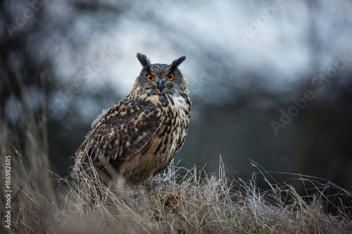 Bubo bubo. Owl in the natural environment. Wild nature. Autumn colors in the photo. Owl Photos.Owl. Photo is taken in the State Czech Republic. photo