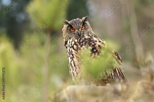 Bubo bubo. Owl in the natural environment. Wild nature. Autumn colors in the photo. Owl Photos.Owl. Photo is taken in the State Czech Republic.
