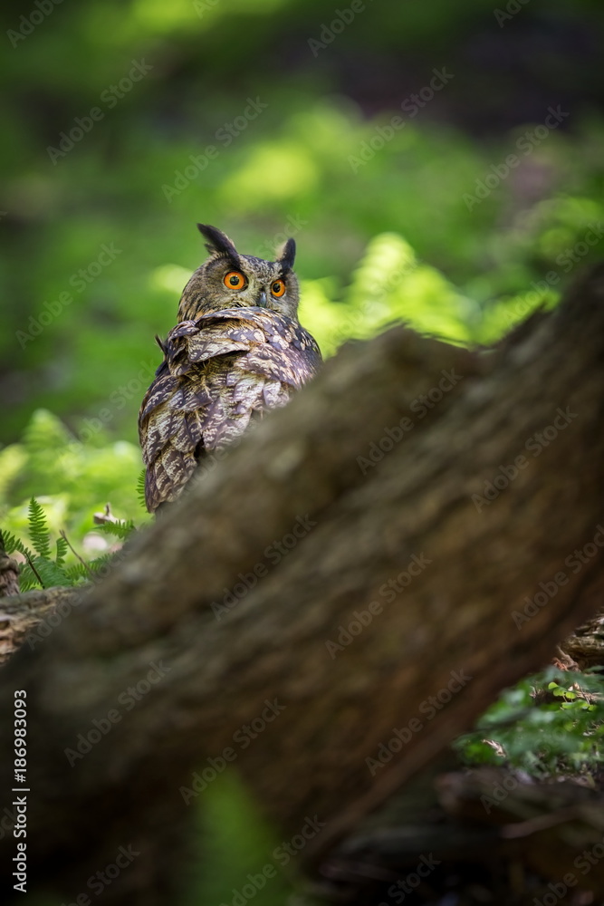 Fototapeta premium Bubo bubo. Owl in the natural environment. Wild nature. Autumn colors in the photo. Owl Photos.Owl. Photo is taken in the State Czech Republic.