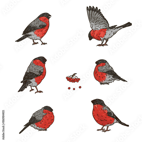 Set of hand drawn bright winter birds bullfinches