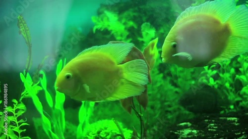 The close-up view of the two fish smiwwing in the aquarium. photo