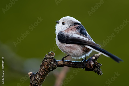 aegithalos caudatus europaeus photo