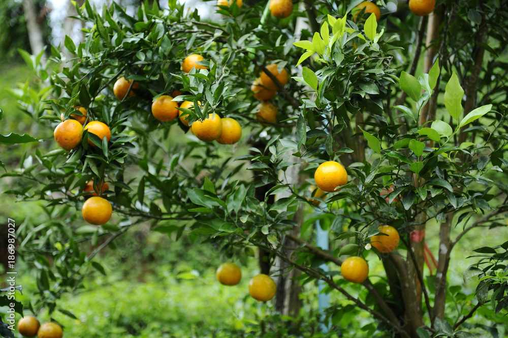 Tangerine fruit tree Tangerine fruit tree