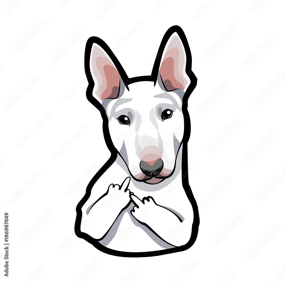 dog bull terrier on white background with middle finger.