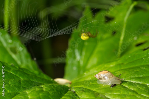 Макромир. Паук и сосед улитка в домике. Дикая природа. Насекомые и цветы. Macrocosm. A spider and the neighbor a snail in a lodge. Wild nature. Insects and flowers