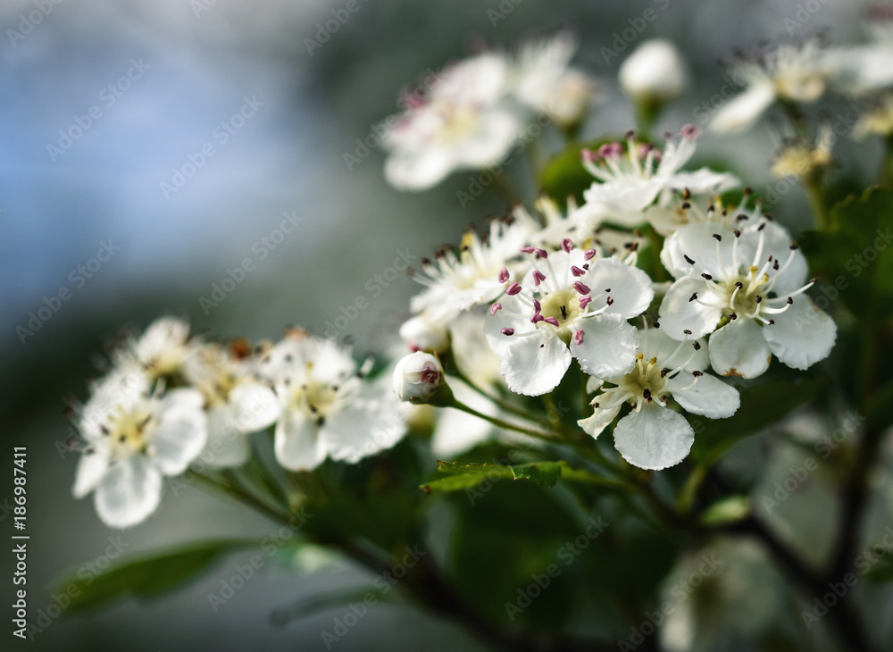 white hawthorn flowers