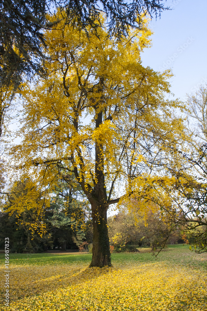 Gelber Baum