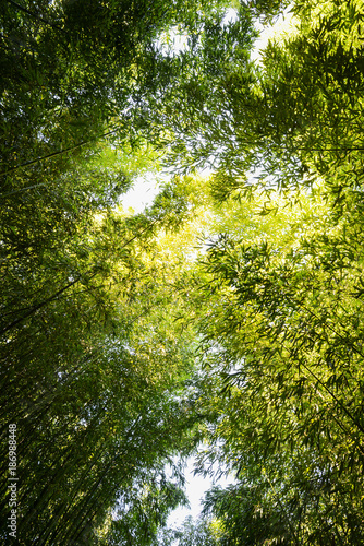 ground view looking up in green bamboo nature exotic tropical rain forest in asian country