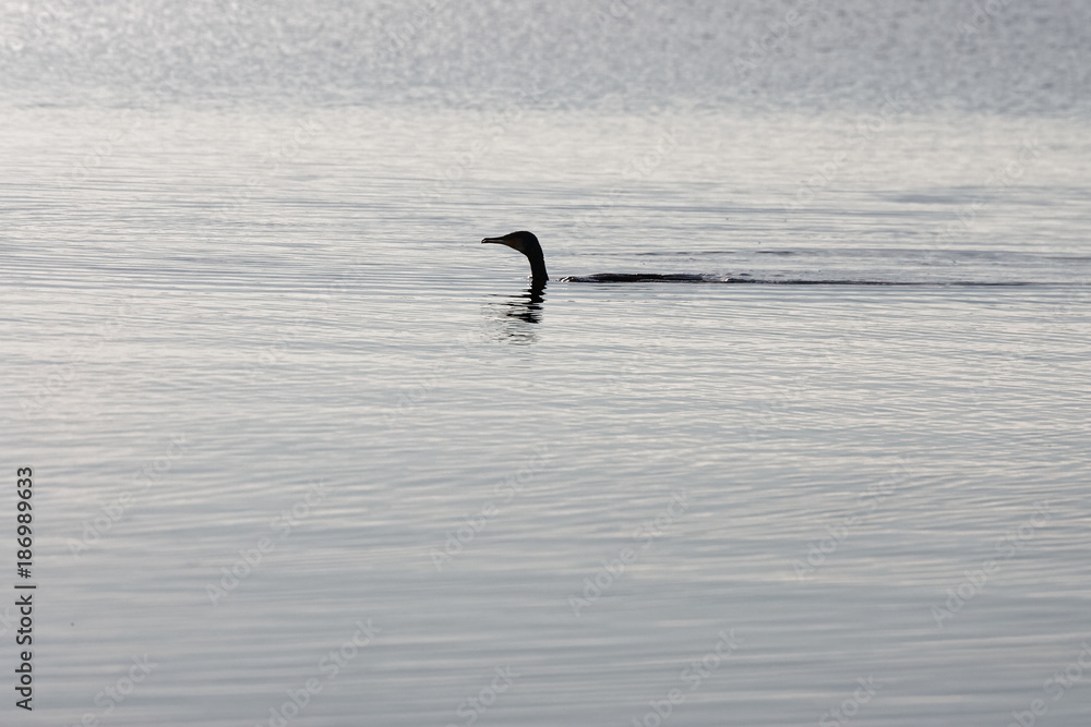 Fototapeta premium cormoran in massaciuccoli lake