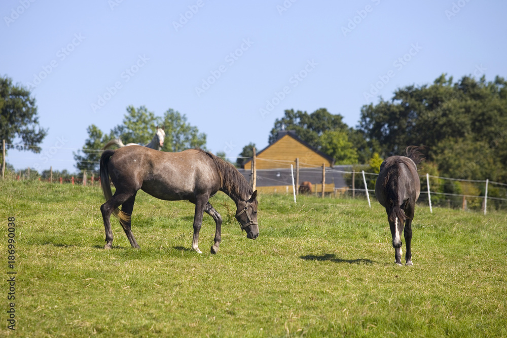 horses