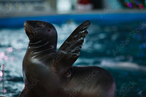 cute animal sea lion flippers waving trick photo