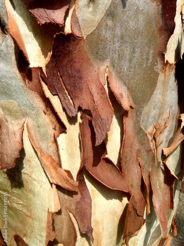 Brown bark peeling from tree trunk